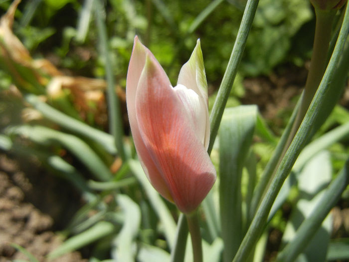 Tulipa Peppermint Stick (2014, April 09) - Tulipa Peppermint Stick