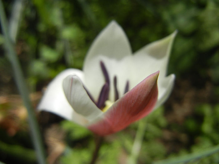 Tulipa Peppermint Stick (2014, April 09)