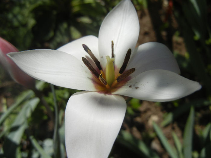 Tulipa Peppermint Stick (2014, April 09)