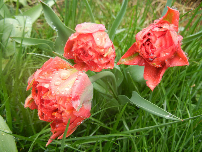 Tulipa Red (2014, April 10)