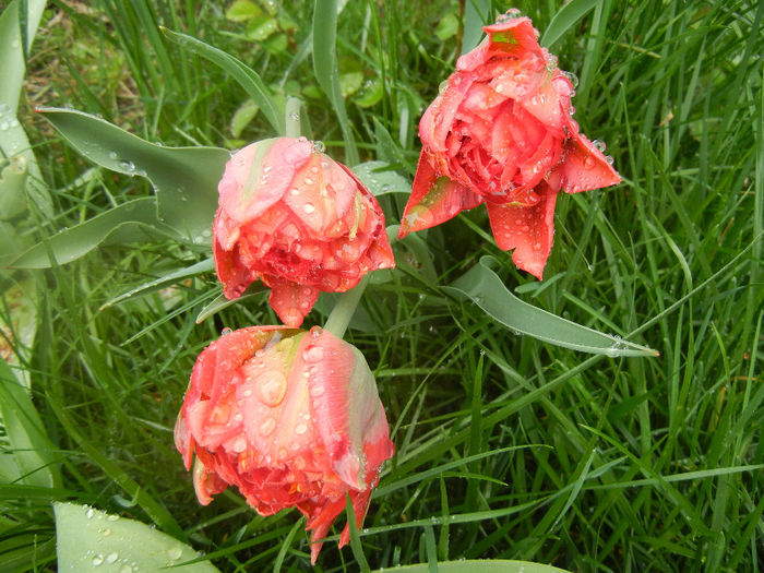 Tulipa Red (2014, April 10)