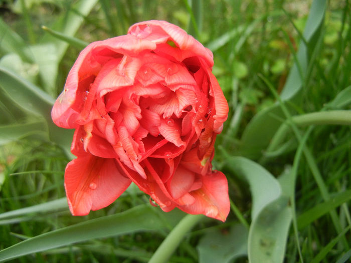 Tulipa Red (2014, April 11)