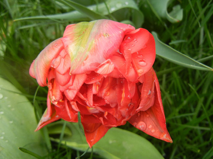 Tulipa Red (2014, April 11)