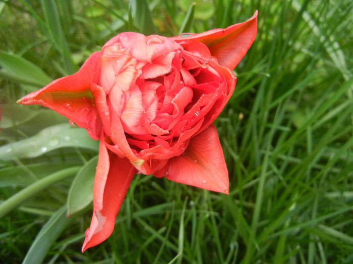 Tulipa Red (2014, April 11) Tulipa Red (2014, April 11)