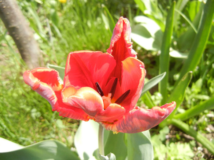 Tulipa Rococo (2014, April 08)