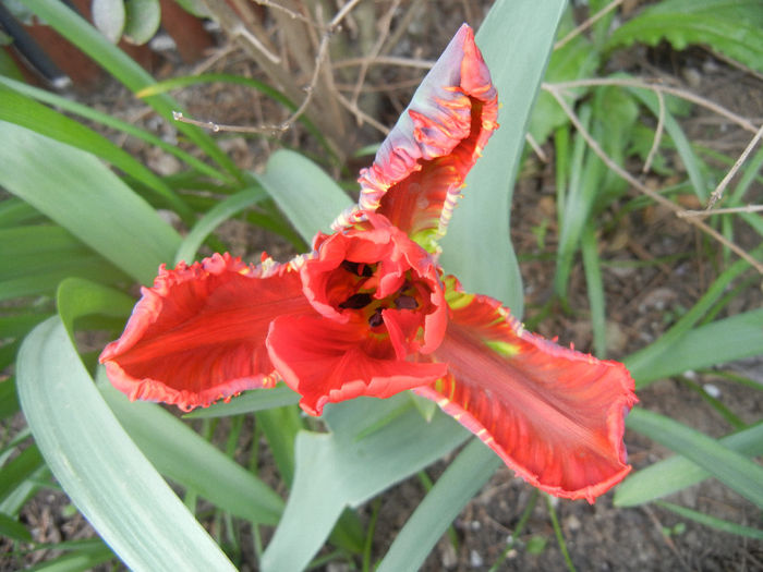 Tulipa Rococo (2014, April 08)