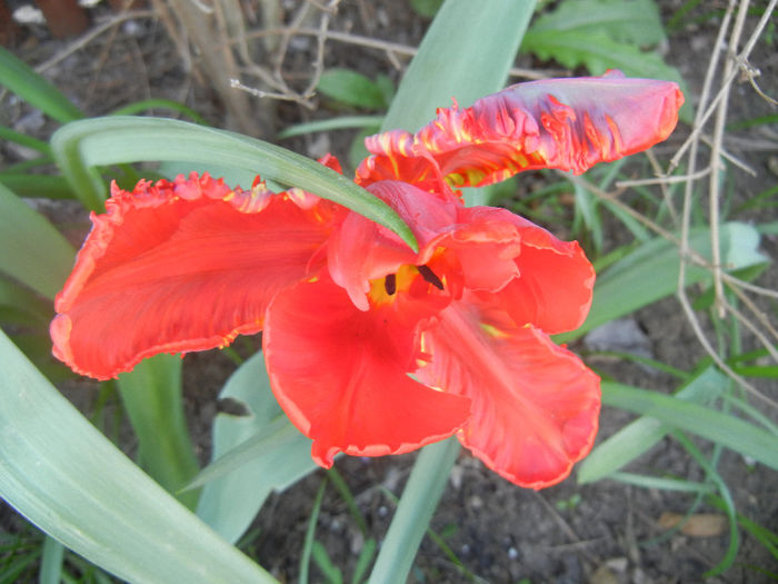 Tulipa Rococo (2014, April 09)