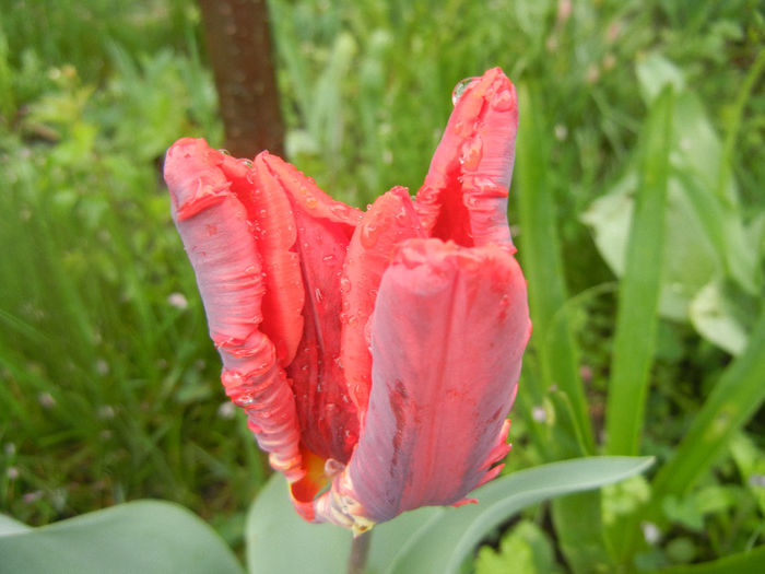 Tulipa Rococo (2014, April 10)