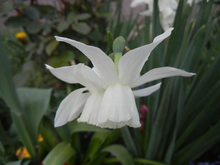 Narcissus Thalia (2014, April 07)