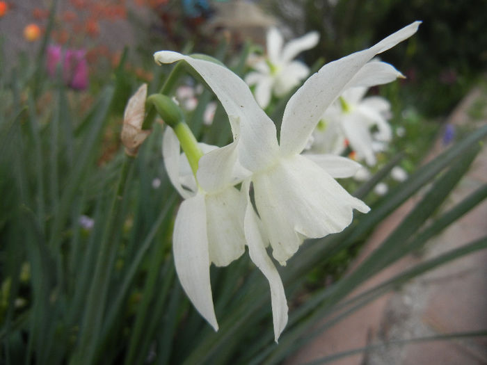 Narcissus Thalia (2014, April 07)
