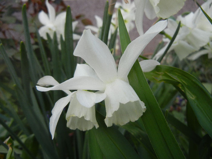 Narcissus Thalia (2014, April 07)