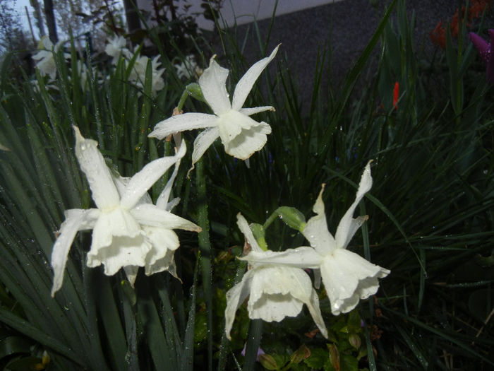 Narcissus Thalia (2014, April 11)