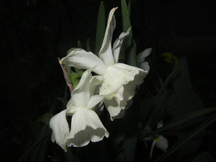 Narcissus Thalia (2014, April 11)