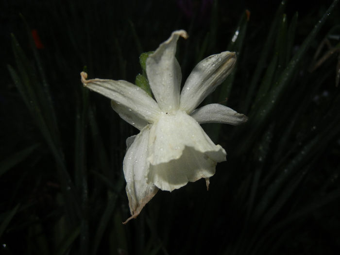 Narcissus Thalia (2014, April 11)