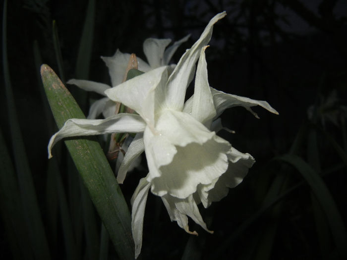 Narcissus Thalia (2014, April 11)