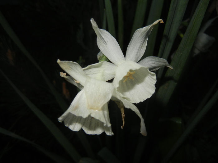 Narcissus Thalia (2014, April 11)