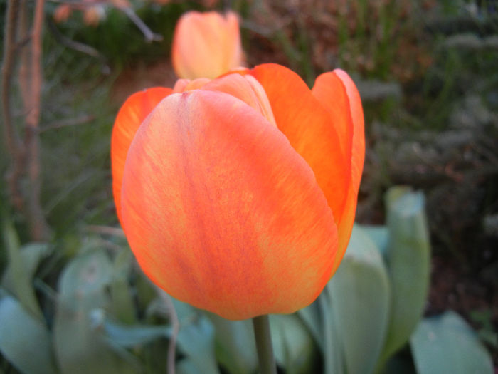 Tulipa Orange Bowl (2014, April 08)