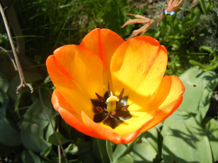 Tulipa Orange Bowl (2014, April 09)
