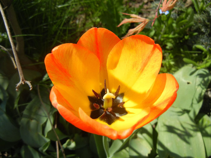 Tulipa Orange Bowl (2014, April 09) - Tulipa Orange Bowl