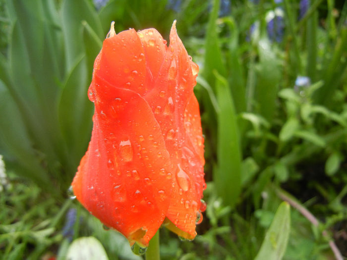 Tulipa Orange Bowl (2014, April 10)