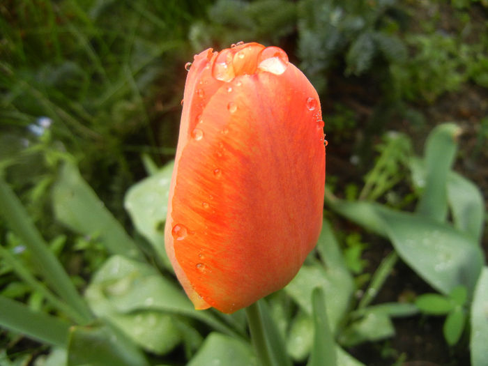 Tulipa Orange Bowl (2014, April 10)