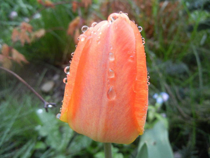 Tulipa Orange Bowl (2014, April 10)