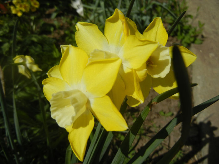 Narcissus Pipit (2014, April 09)