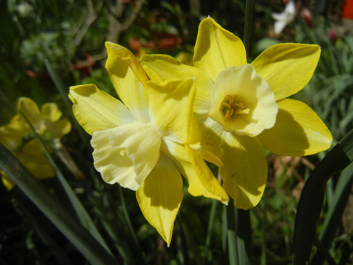 Narcissus Pipit (2014, April 09) - Narcissus Pipit