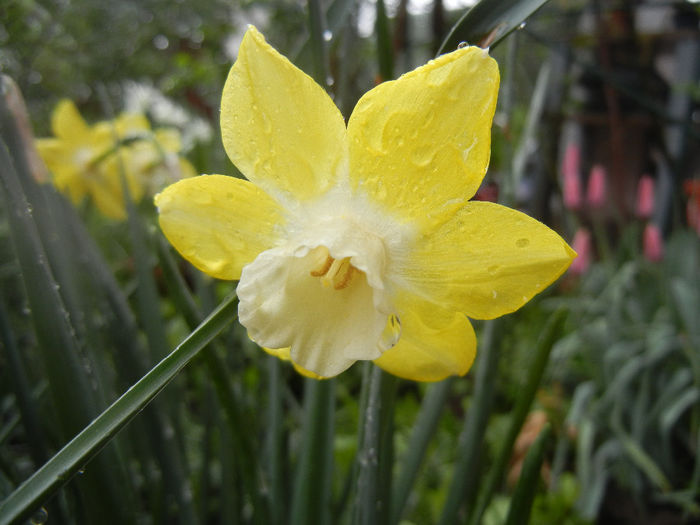 Narcissus Pipit (2014, April 10)