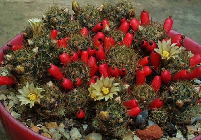 Mammillaria prolifera ssp. prolifera