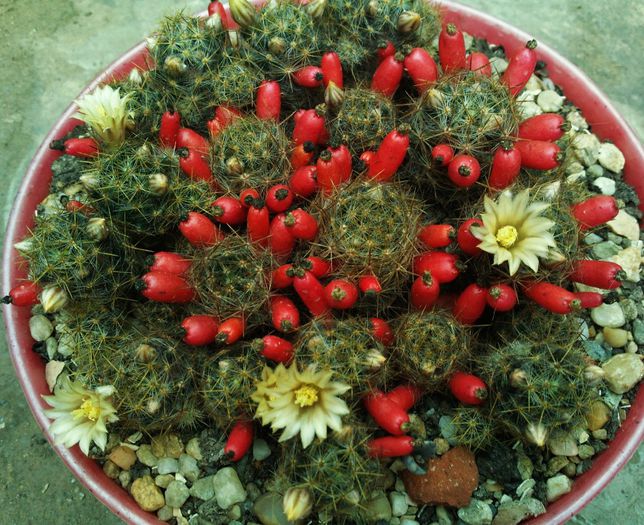 Mammillaria prolifera ssp. prolifera