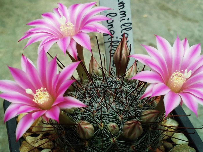 Mammillaria longiflora - Mammillaria longiflora