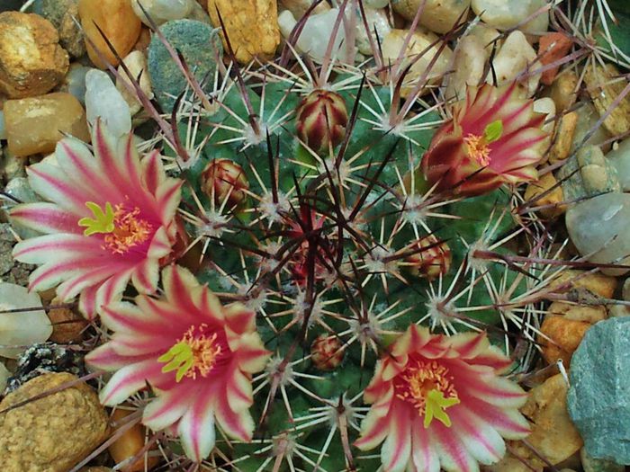 Mammillaria ...