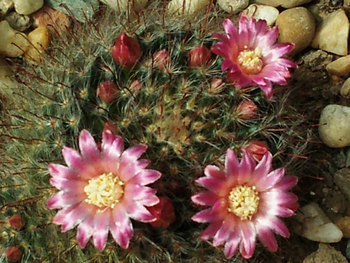 Mammillaria bocasana v. roseiflora