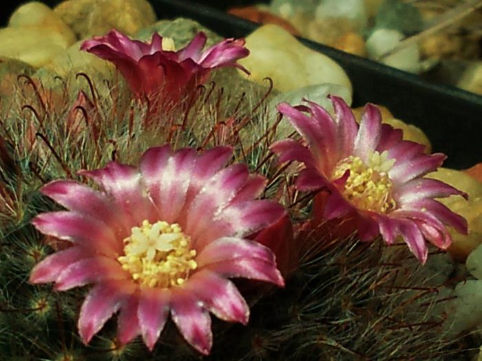 Mammillaria bocasana v. roseiflora - Mammillaria bocasana v roseiflora