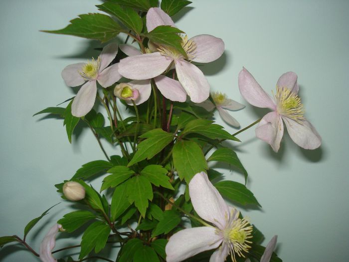 DSC07717 - CLEMATITE