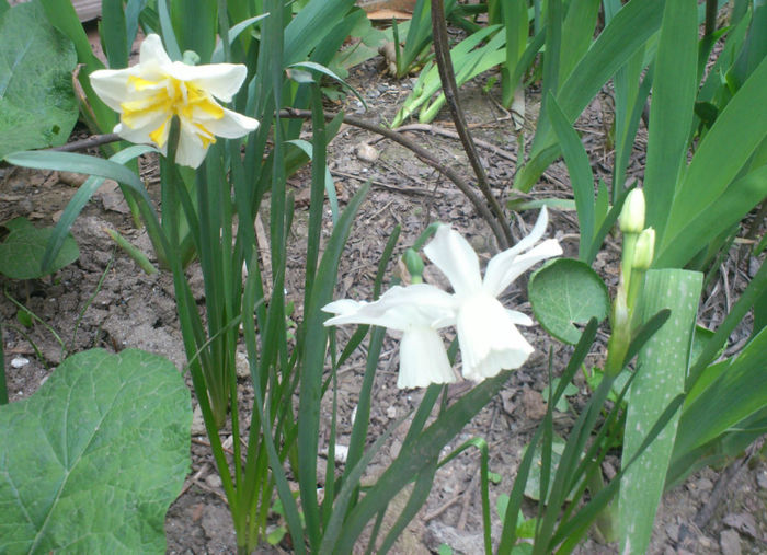 narcisa alba2014 - gradina2013-2016