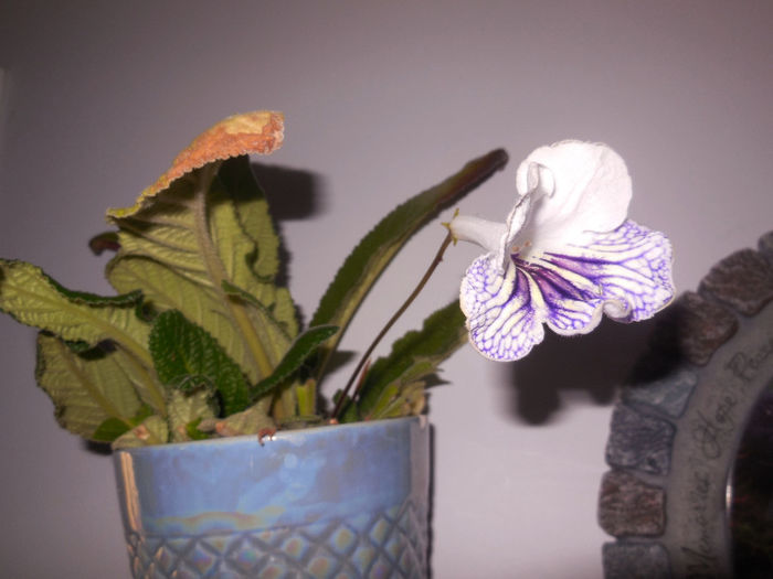 11 apr. 2014 - Streptocarpus