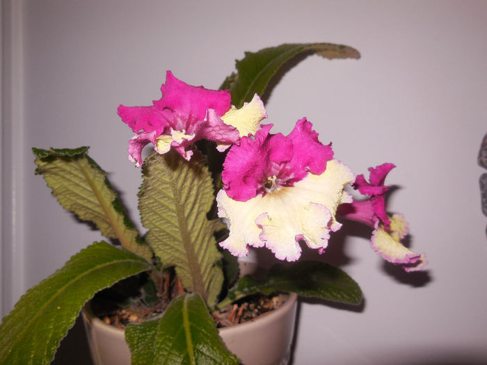 11 apr. 2014 - Streptocarpus