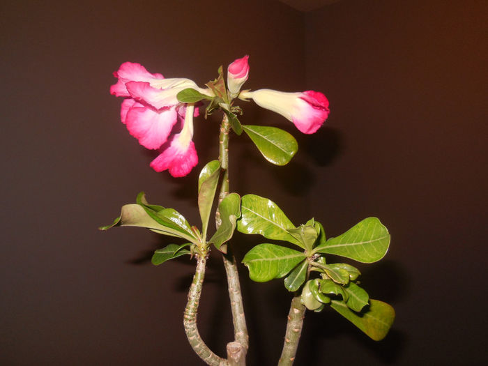 11 apr. 2014 - Adenium2014