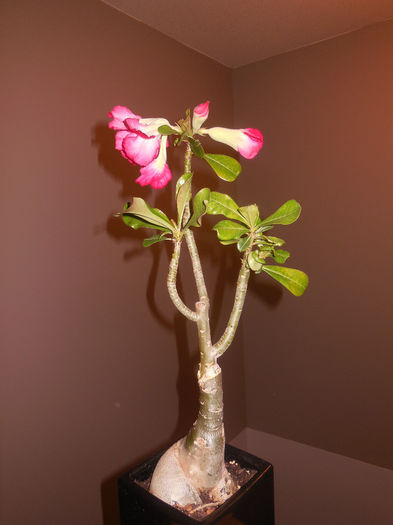 11 apr. 2014 - Adenium2014