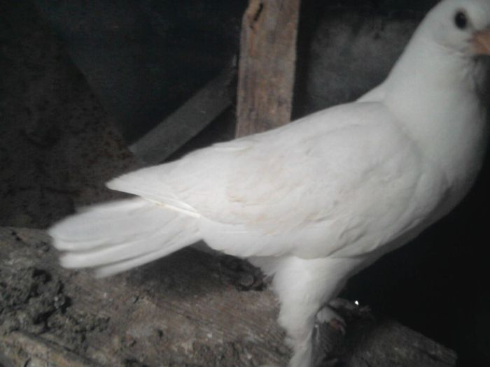 Fotografie1071 - puii 2014