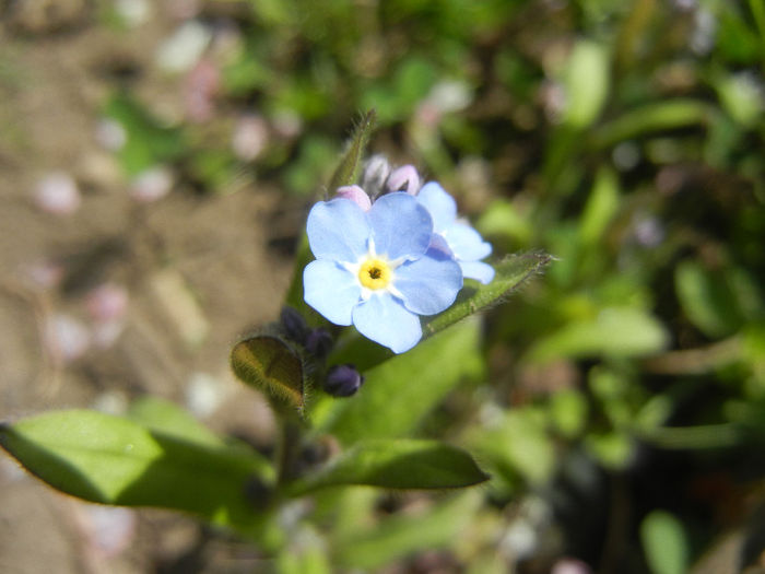 Myosotis alpestris (2014, April 08) - MYOSOTIS Alpestris
