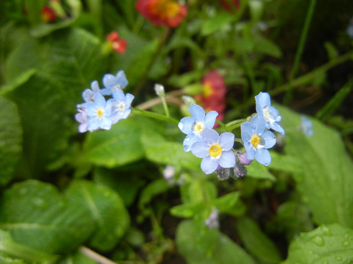 Myosotis alpestris (2014, April 10) - MYOSOTIS Alpestris