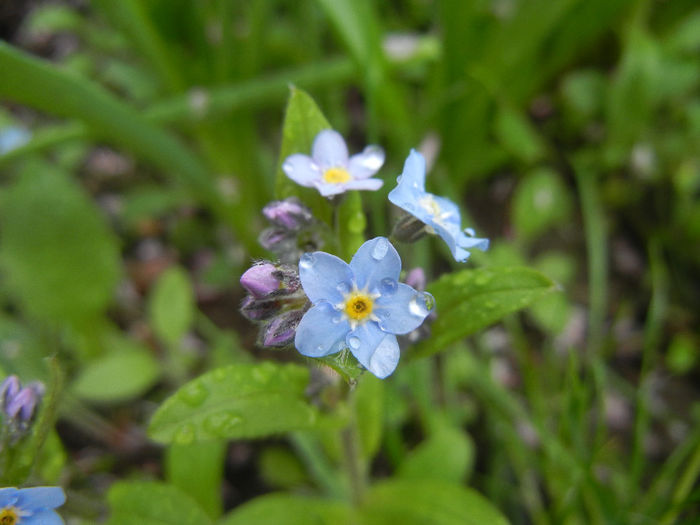 Myosotis alpestris (2014, April 10) - MYOSOTIS Alpestris