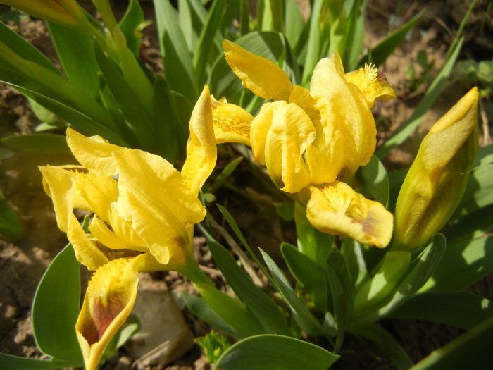 Iris pumila Yellow (2014, April 04)