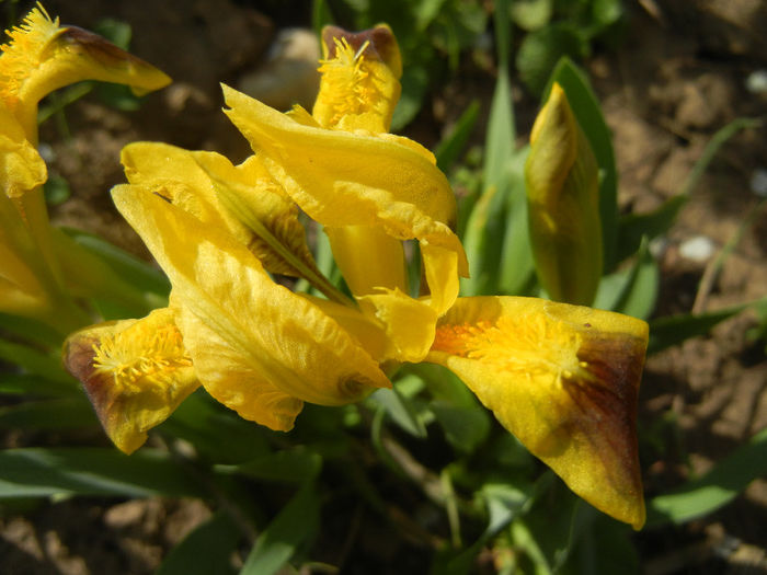 Iris pumila Yellow (2014, April 04) - Iris pumila Yellow