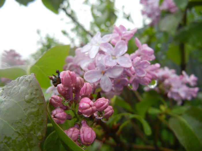 Syringa vulgaris_Lilac (2014, April 10) - Syringa vulgaris Lilac