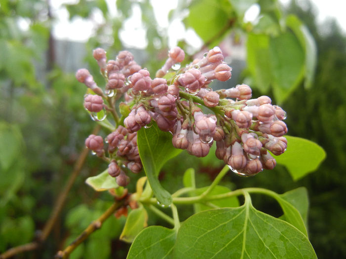 Syringa vulgaris_Lilac (2014, April 10) - Syringa vulgaris Lilac