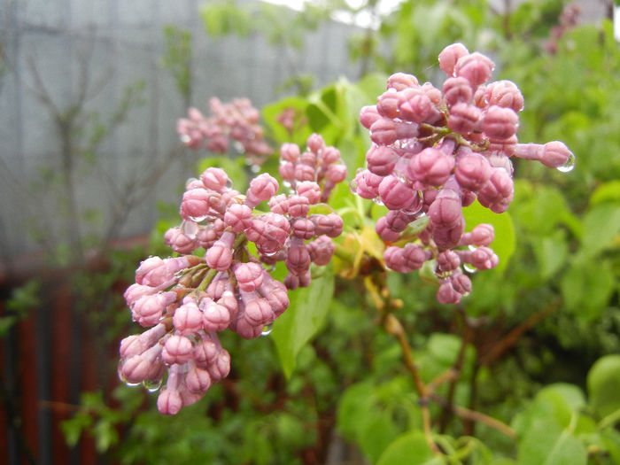 Syringa vulgaris_Lilac (2014, April 10) - Syringa vulgaris Lilac